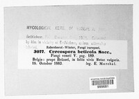 Cercospora beticola image